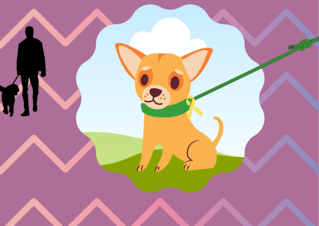 Siksakkia, apea koira keltainen nauha talutushihnassa kohtaamassa koirakon