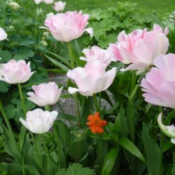 tulppaanit