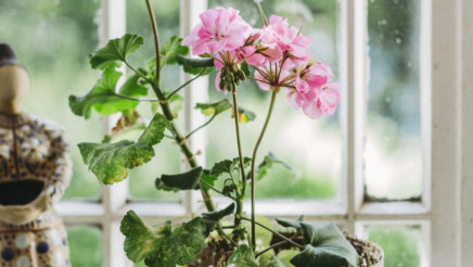 Valkoisella ikkunalaudalla on kudottu ruskea kukkaruukku, jossa kasvaa vaaleanpunainen pelargoni kukka. Ruukun vieressä on pieni keltamusta patsas.