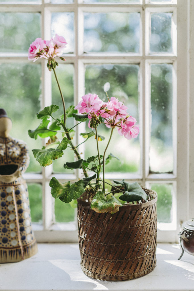 Valkoisella ikkunalaudalla on kudottu ruskea kukkaruukku, jossa kasvaa vaaleanpunainen pelargoni kukka. Ruukun vieressä on pieni keltamusta patsas.