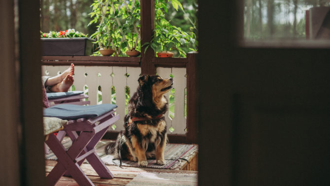 Pörröinen mustaruskea koira istuu kuistilla liilan lepotuolin vieressä ja katsoo kohti metsää. Lepotuolilla näkyy ihmisen jalat ja kuistin aidalla on kukkalaari.