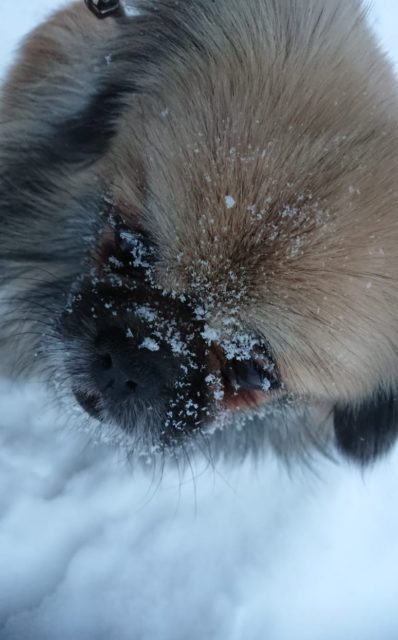 Ruusu-unelmia ja villasukkia