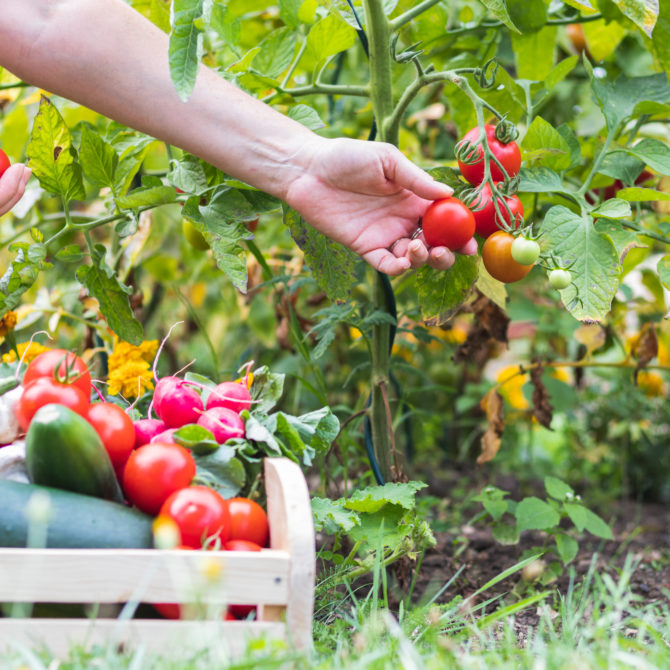 Tomaatti pensas, jonka vieressä on puinen vihanneskori, jossa on erilaisia vihanneksia. Kädet keräävät tomatteja pensaasta.