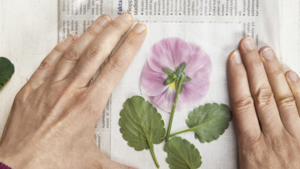 Orvokki on saeteltu korttipohjan päälle. Kädet pitelevät korttia paikoillaan. Ekoprinttaus.