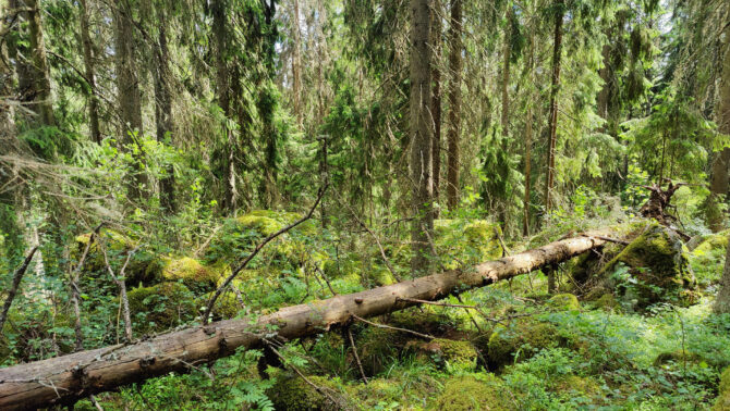 Metsämaisema
