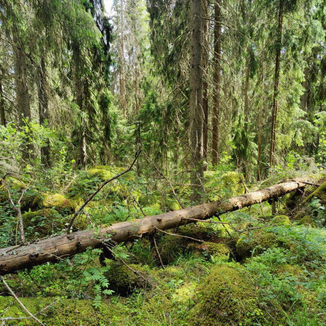Metsämaisema