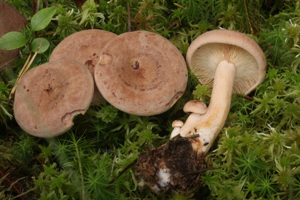 Haaparouskut Martat