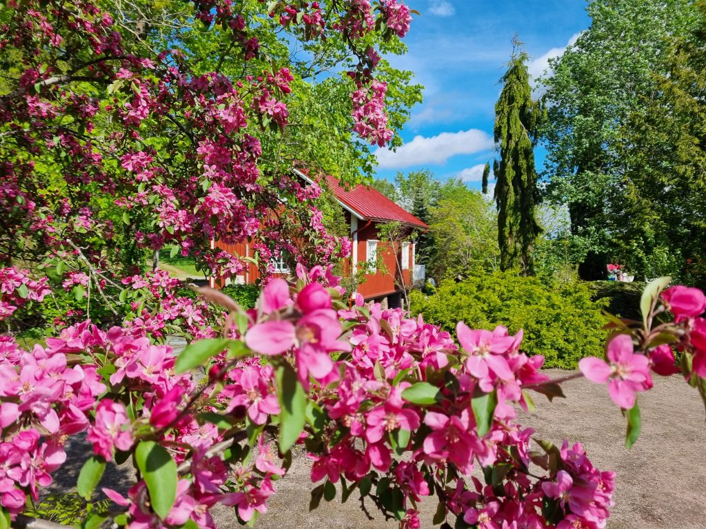 Punainen mökki keskellä kukkivia puita.