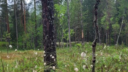 marttametsä tupasvilla neva suo metsä